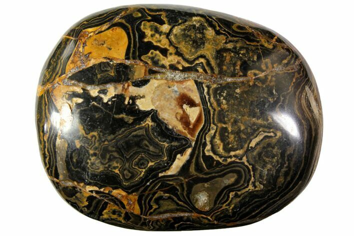 Polished Stromatolite (Greysonia) Pebble - Bolivia #113505